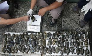 Puluhan Ekor Kepiting Bakau Gagal Diselundupkan