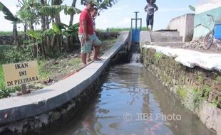 KISAH INSPIRATIF : 9 Pemuda Sidowayah Tiru Warga Pluneng Sulap Selokan Jadi Kolam Ikan Koi