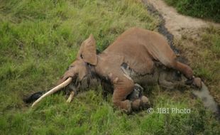 KISAH TRAGIS : Gajah Tertua di Afrika Dibunuh dengan Panah Beracun