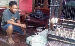 Pencurian 12 Burung di Klaten, Harga 1 Burang Ada yang Rp6 Juta