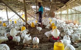 Pakan Unggas Naik, Belasan Peternak Ayam di Jateng Gulung Tikar