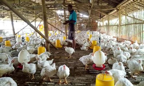 Pakan Unggas Naik, Belasan Peternak Ayam di Jateng Gulung Tikar