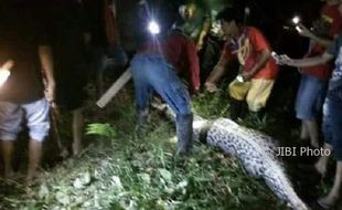 Begini Kronologi Petani Sawit Ditemukan hingga Dievakuasi dari Perut Ular Piton