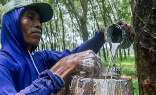 FOTO PERKEBUNAN JATENG : Getah Karet Dihimpun PTPN IX di Bergas