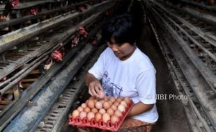 Duh! Harga Ayam Hidup Anjlok Lagi, Peternak Jateng-DIY Rugi Rp7.000 per Kg