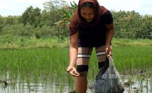 PERTANIAN GUNUNGKIDUL : Musim Hujan Jadi Berkah Pemburu Keong