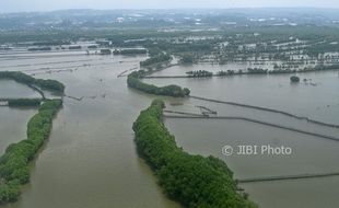 Separuh Mangrove Indonesia Kurang Baik, Kondisimya Terus Menurun…