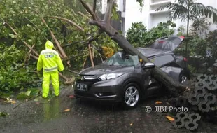 CUACA EKSTREM : Mobil Dosen UGM Ringsek Tertimpa Pohon