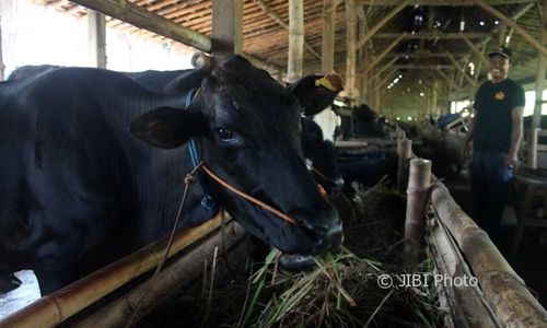 PETERNAKAN SRAGEN : Sasra Brangus Diburu Peternak Luar Jawa