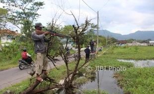 PERTANIAN KLATEN : Sawah Tergenang Air, Para Penembak Ikan Beraksi