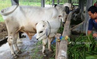 PETERNAKAN JATENG : Grobogan Diandalkan Pemprov Kembangan Sapi PO