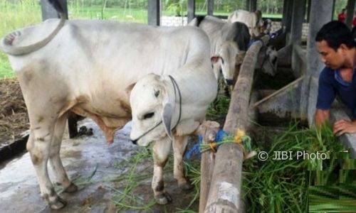 PETERNAKAN JATENG : Grobogan Diandalkan Pemprov Kembangan Sapi PO