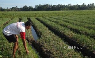 KOMODITAS PANGAN : Banyak Aktor Terlibat, Harga Bawang Merah Butuh Waktu 9 Bulan untuk Turun