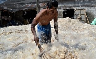 FOTO UKM SEMARANG : Kasur Pringapus Pakai Kapuk Randu Lokal