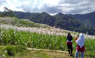 WISATA KULONPROGO : Ladang Tebu Girimulyo, Spot Foto Dadakan Yang Memikat