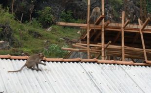 Kera Ekor Panjang Masuk Pemukiman Warga di Gunungkidul