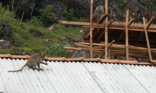 Kera di Purwodadi Gunungkidul Turun Gunung untuk Cari Makan, Jumlahnya Ratusan!