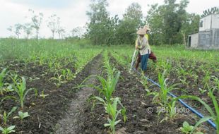 PERTANIAN GUNUNGKIDUL : Tanaman Tembakau Layu Kepanasan