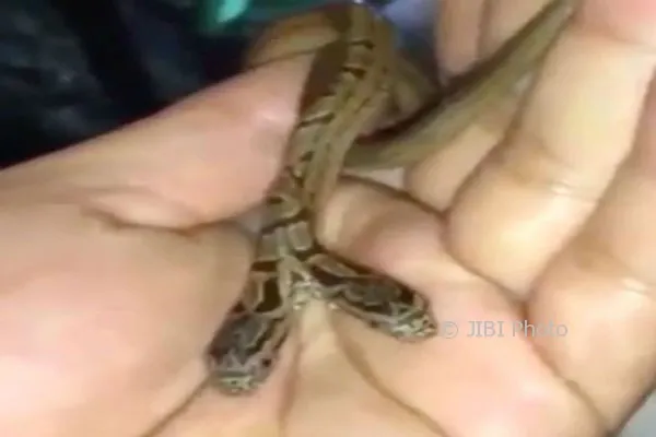 Porno jinsiy aloqa partiyalar