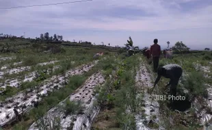 PERTANIAN BOYOLALI : Harga Sempat Anjlok, Petani Bawang Merah Cepogo Tunda Panen Sebulan