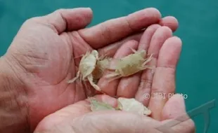 Laut Jepara Ditebari 200.000 Benih Rajungan