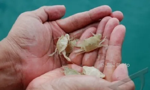 Laut Jepara Ditebari 200.000 Benih Rajungan