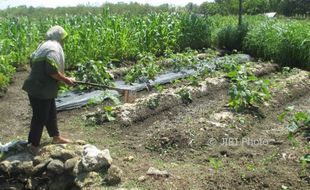 Harga Terong Stabil Petani Untung