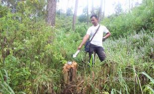 PEMBALAKAN LIAR WONOGIRI : Tepergok Curi 100 Potong Kayu Pinus, 5 Warga Dibekuk Polisi