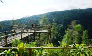 WISATA SOLORAYA : Yuk, Jelajahi Pesona Hutan Pinus Lawu Selatan di Wonogiri