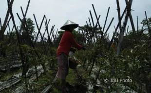 PERTANIAN PONOROGO : Harga Cabai Turun, Petani Kauman Ganti Tanaman