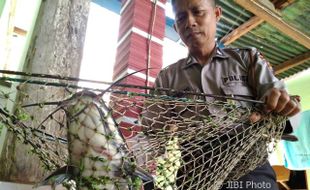 KISAH UNIK : Dikasih Makan Tumbuhan, Lele Warga Boyolali Tumbuh Sampai 0,5 Meter