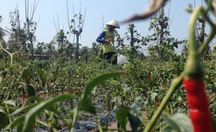 KOMODITAS PANGAN : Program Penanaman di Kebun Warga Rugikan Petani