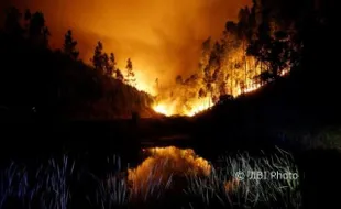 57 Orang Tewas dalam Kebakaran Hutan di Portugal