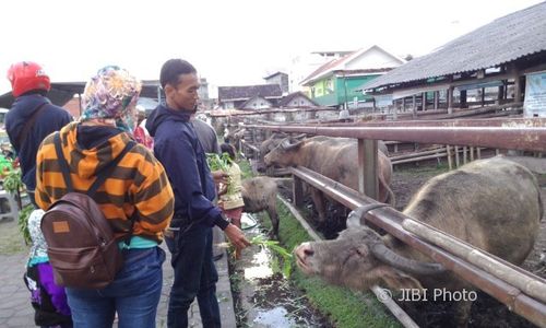 LEBARAN 2017 : Kebo Kiai Slamet Jadi Wisata Alternatif, Bakul Kangkung Laris Manis