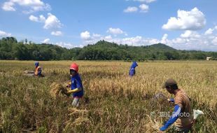 Pemerintah Terus Genjot Produksi Padi, Jagung dan Kedelai