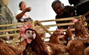 FOTO HARGA KEBUTUHAN POKOK : Harga Ayam Potong Ambarawa Naik