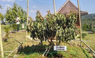 WISATA KULONPROGO : Belajar Budidaya Kelengkeng di Tengah Keindahan Embung