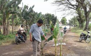 INFRASTRUKTUR SRAGEN : Warga Tanam Pohon Pisang di Jalan Tanon-Bendo