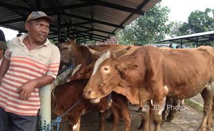 Pasokan Aman, Harga Daging Sapi Stabil