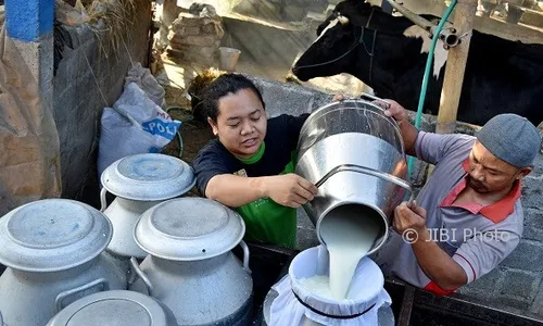 FOTO PETERNAKAN JATENG : Kelompok Tani Pakai Kandang Komunal