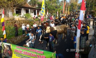 LEBARAN 2017 : Sapi-Sapi di Lereng Merapi Boyolali Juga Tak Mau Kalah Ikut Bakdan Ketupat