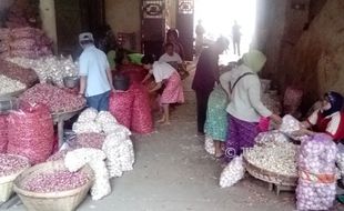 KOMODITAS PANGAN : Lebaran Usai, Harga Bawang Putih Berangsur Turun