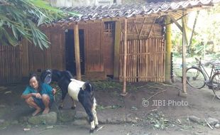 KEMISKINAN KLATEN : Miskin, Warga Kemalang Ini Tinggal Serumah dengan Kambing