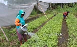 PERTANIAN KLATEN : 317,4 Ha Sawah Manisrenggo Ditanami Tembakau