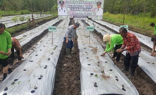 Dukung Pertanian Bawang, Playen akan Bangun Bendungan