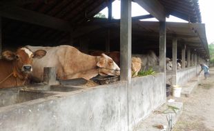 Wah, Harga Sapi Sudah Naik Rp2 Juta