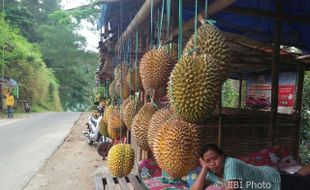 WISATA PONOROGO : Gagal Panen, Harga Durian Ngebel Capai Rp200.000/Buah