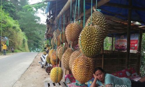 WISATA PONOROGO : Hore! Besok Pesta 1.000 Durian Gratis di Kantor Pertanian Ngebel