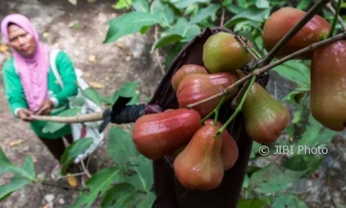 Jambu Air, Segar dan Punya 8 Manfaat bagi Kesehatan