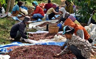 FOTO PERKEBUNAN JATENG : Kopi Robusta Dipanen di Bawen